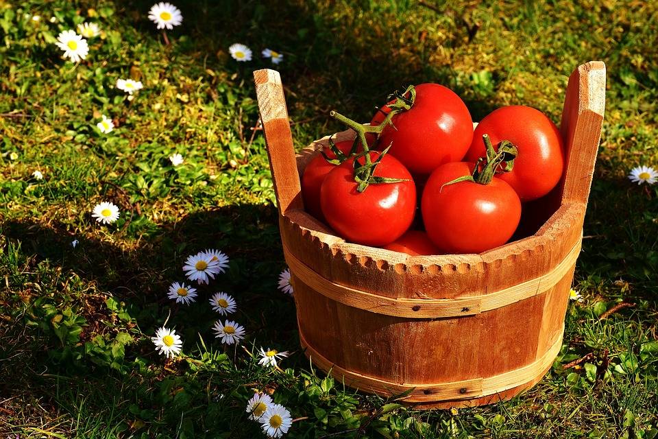 Рассада помидоров в пятилитровых бутылках без пикировки, а также система посадки и выращивания томатов в пластиковых емкостях из-под воды и для полива другого объема русский фермер