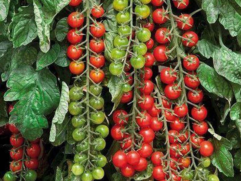 Томат рапунцель: характеристика и описание, отзывы, фото, урожайность сорта