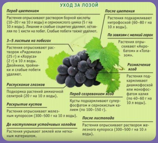 Сенатор — описание и особенности выращивания винограда