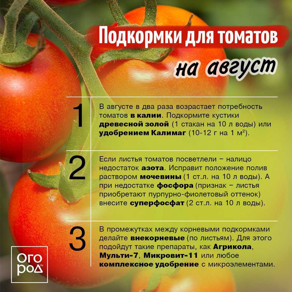 Получаем хороший урожай - нюансы подкормки помидоров во время их выращивания