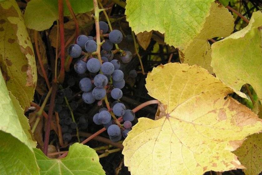 Виноград "амурский": описание сорта, фото, отзывы, посадка и уход