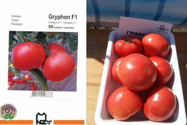 Описание томата Грифон f1 и способы выращивания гибридного сорта