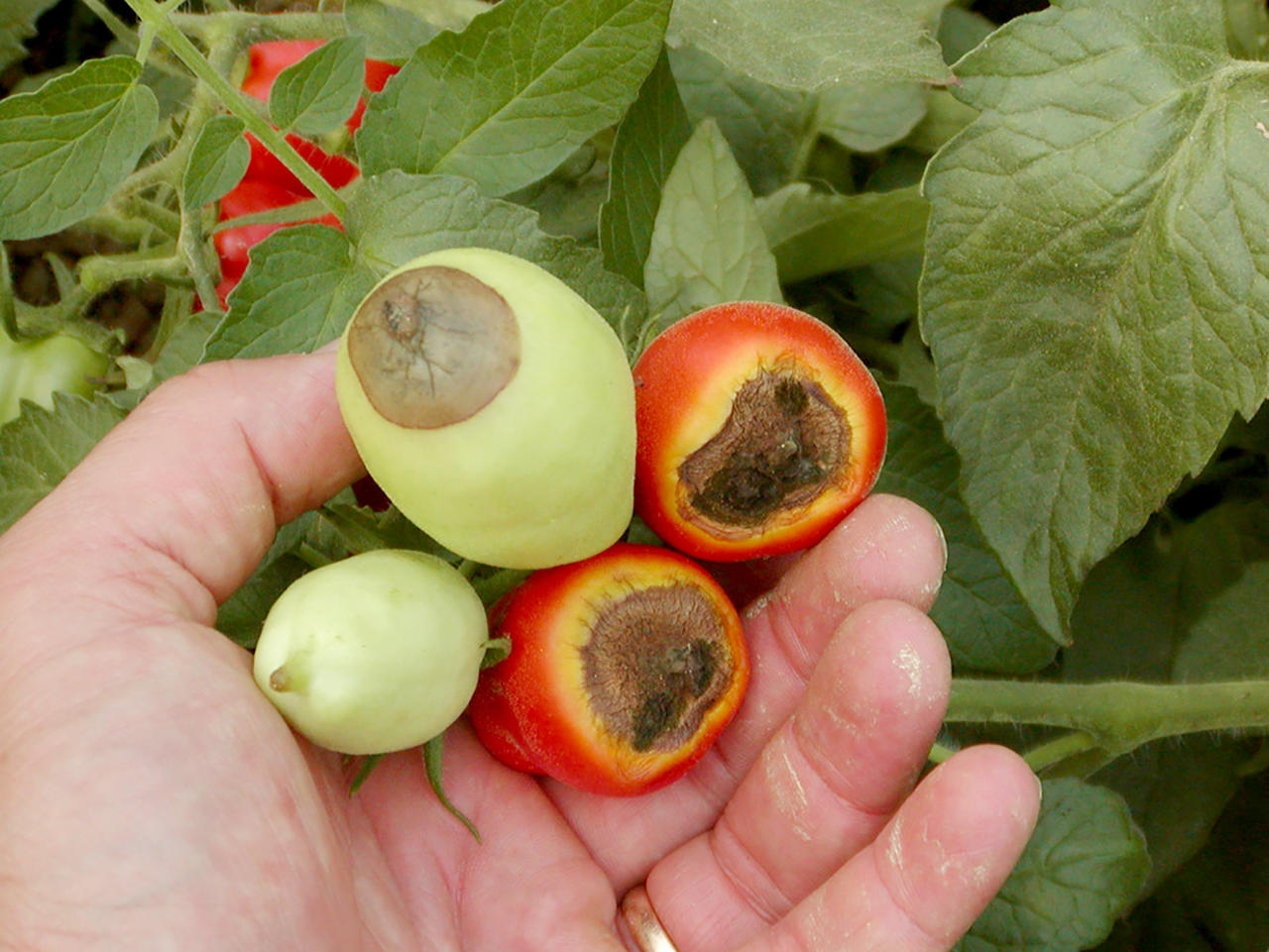 Вершинная гниль томатов в теплице и их лечение фото видео