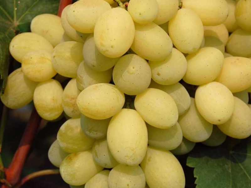 Виноград лора: описание сорта с характеристикой и отзывами, особенности посадки и выращивания, фото
