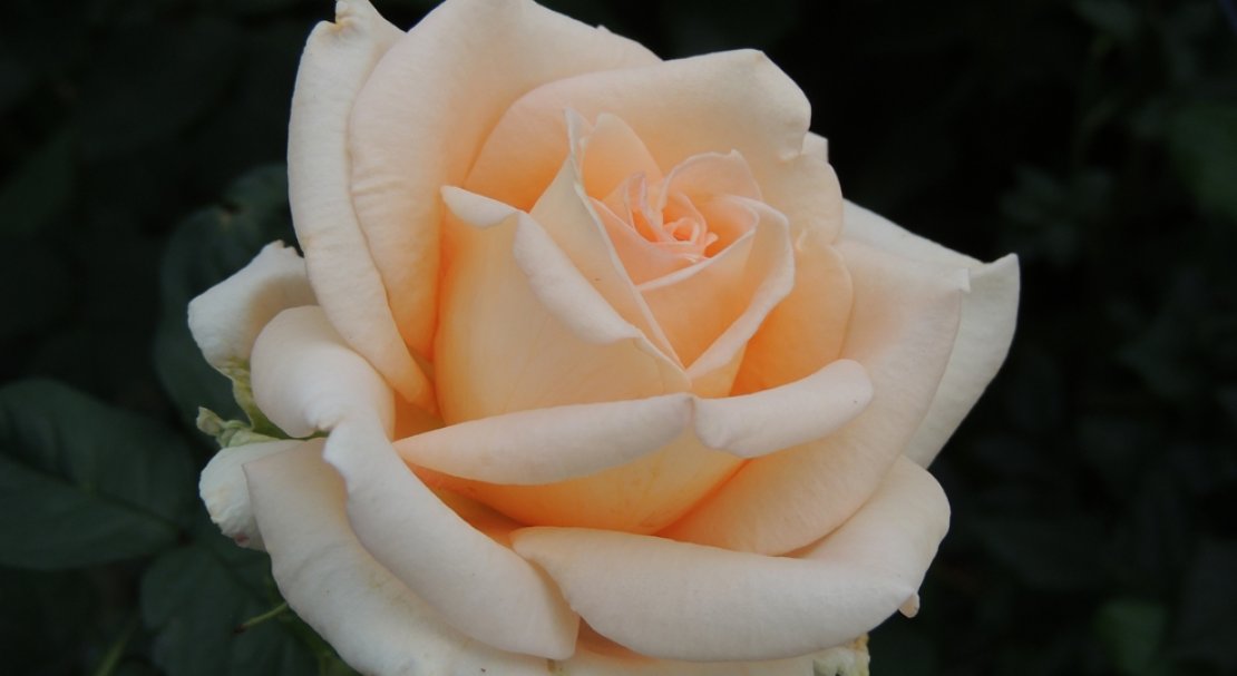 Чайно-гибридные розы: лучшие сорта, уход и выращивание