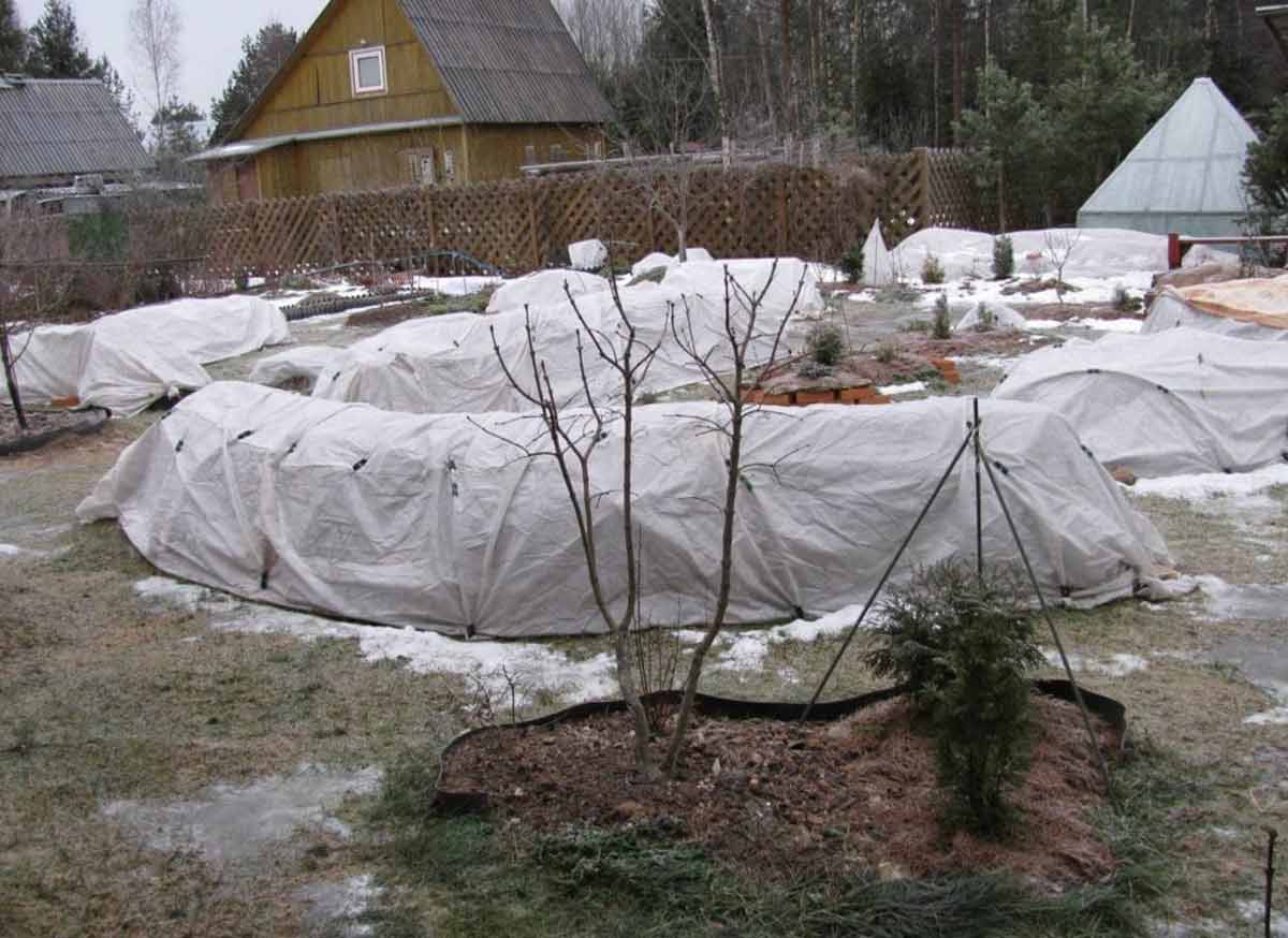 Как подготовить к зиме. Укрытие роз Ольга Воронова. Укрытие роз спанбондом. Укрытие роз лапником в Сибири. Укрытие роз лапником и спанбондом.