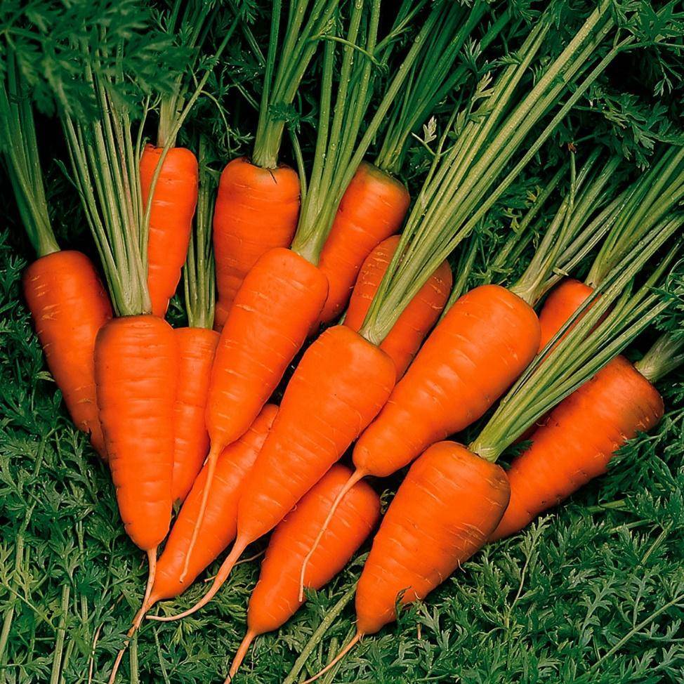 Сорта моркови какую же выбрать? | fermer.ru - фермер.ру - главный фермерский портал - все о бизнесе в сельском хозяйстве. форум фермеров.