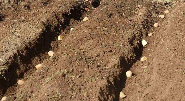 Как получить щедрый урожай картофеля - новые способы посадки, рекомендации по уходу