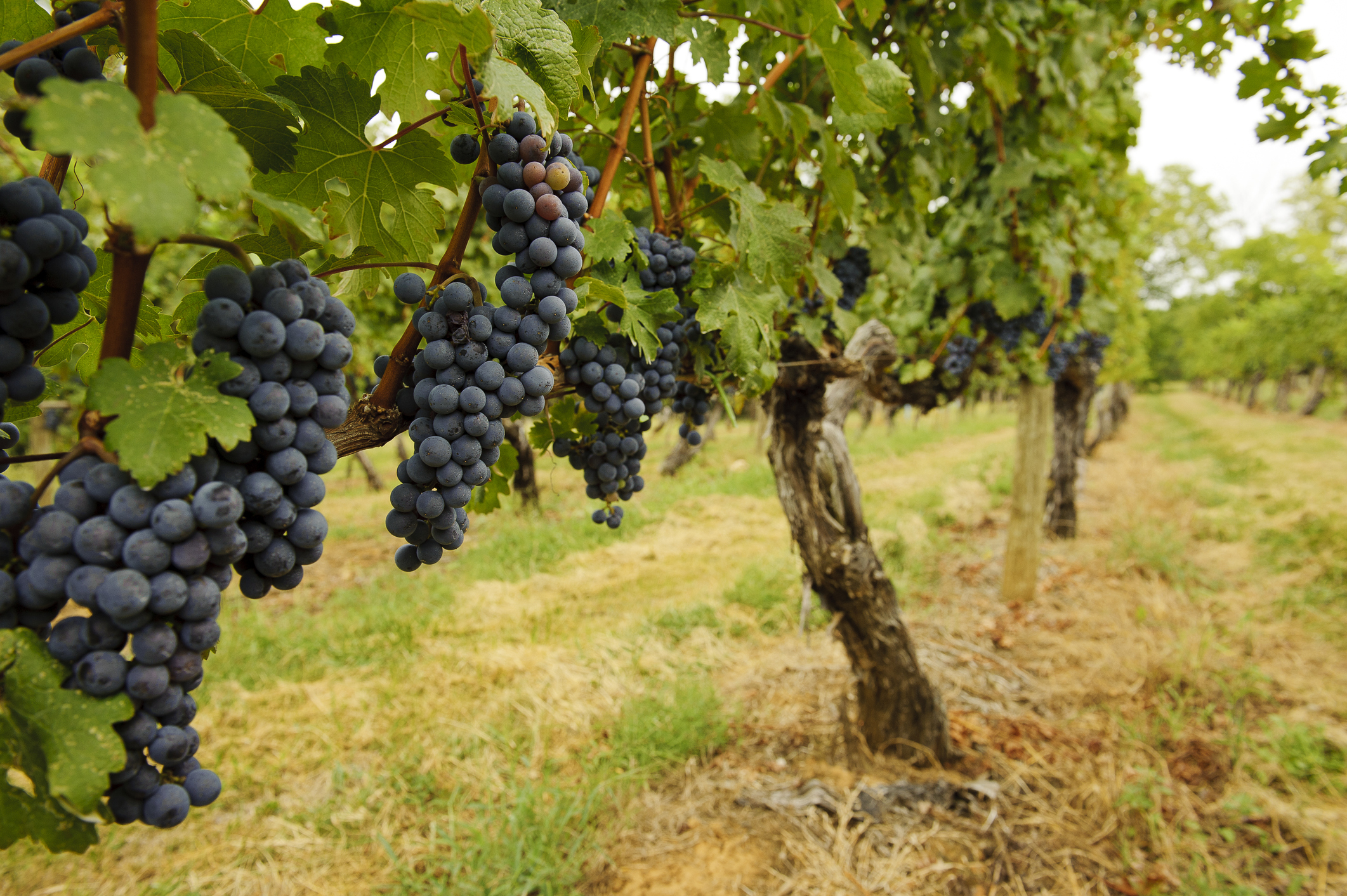 Виноград юпитер характеристика и описание сорта, уход, выращивание и отзывы