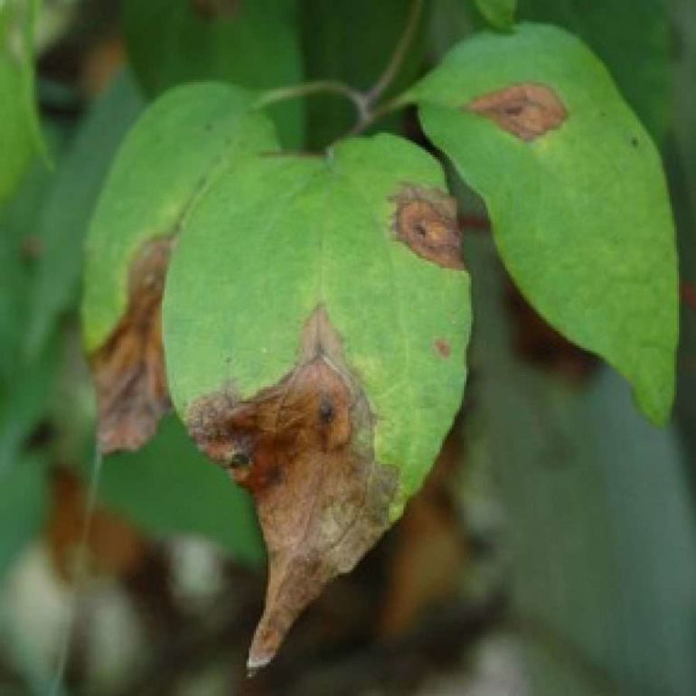 Причины, почему у черешни вянут листья и что делать с болезнью