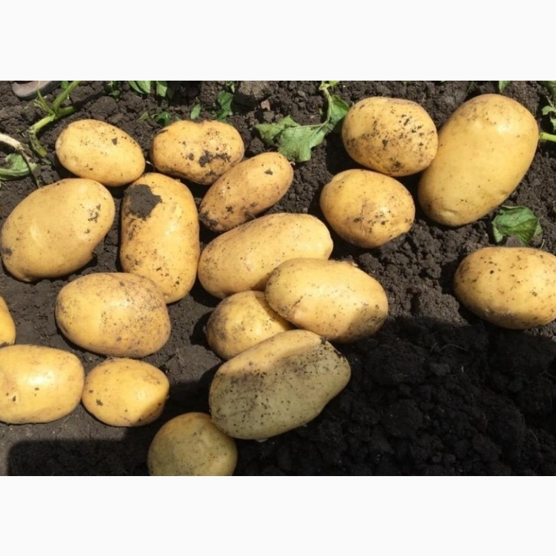 Картофель сорта коломбо: фото, описание и характеристика данного вида, а также советы по выращиванию и рекомендации по борьбе с вредителями