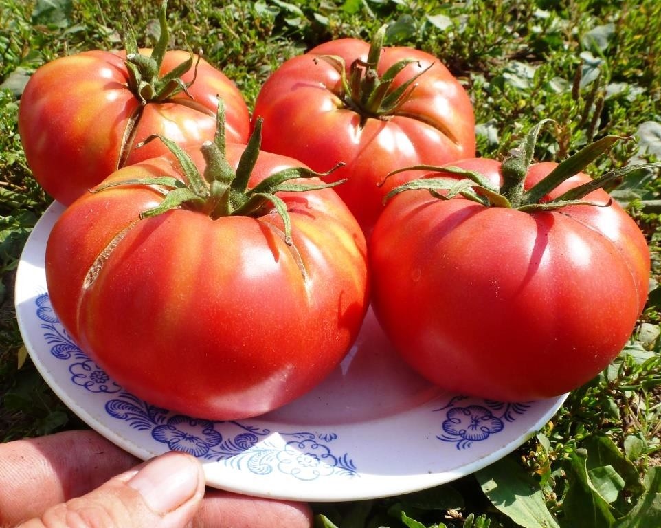 Семена крупных томатов