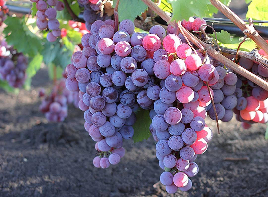 Атос: описание сорта винограда, выращивание, отзывы