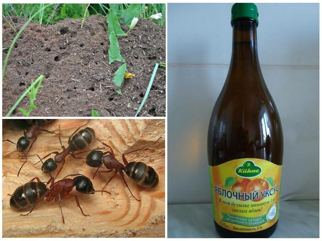 Как избавиться от муравьев на грядке с огурцами - 100 фото и видео избавления от муравьев в теплице и саду