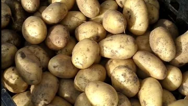 Картофель невский: отзывы, урожайность, описание и выращивание сорта