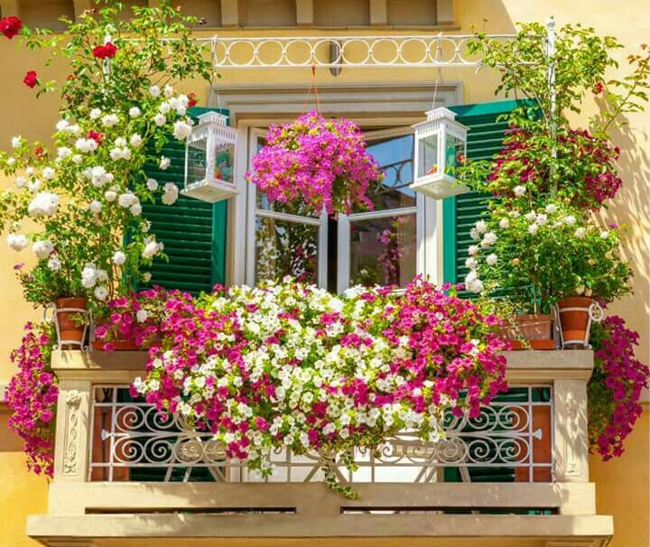 Цветы на балконе и лоджии (66 фото): оформление балкона растениями. как украсить цветами балкон внутри и где их разместить? как красиво оформить лоджию в летнее время? украшение открытого балкона цветами
