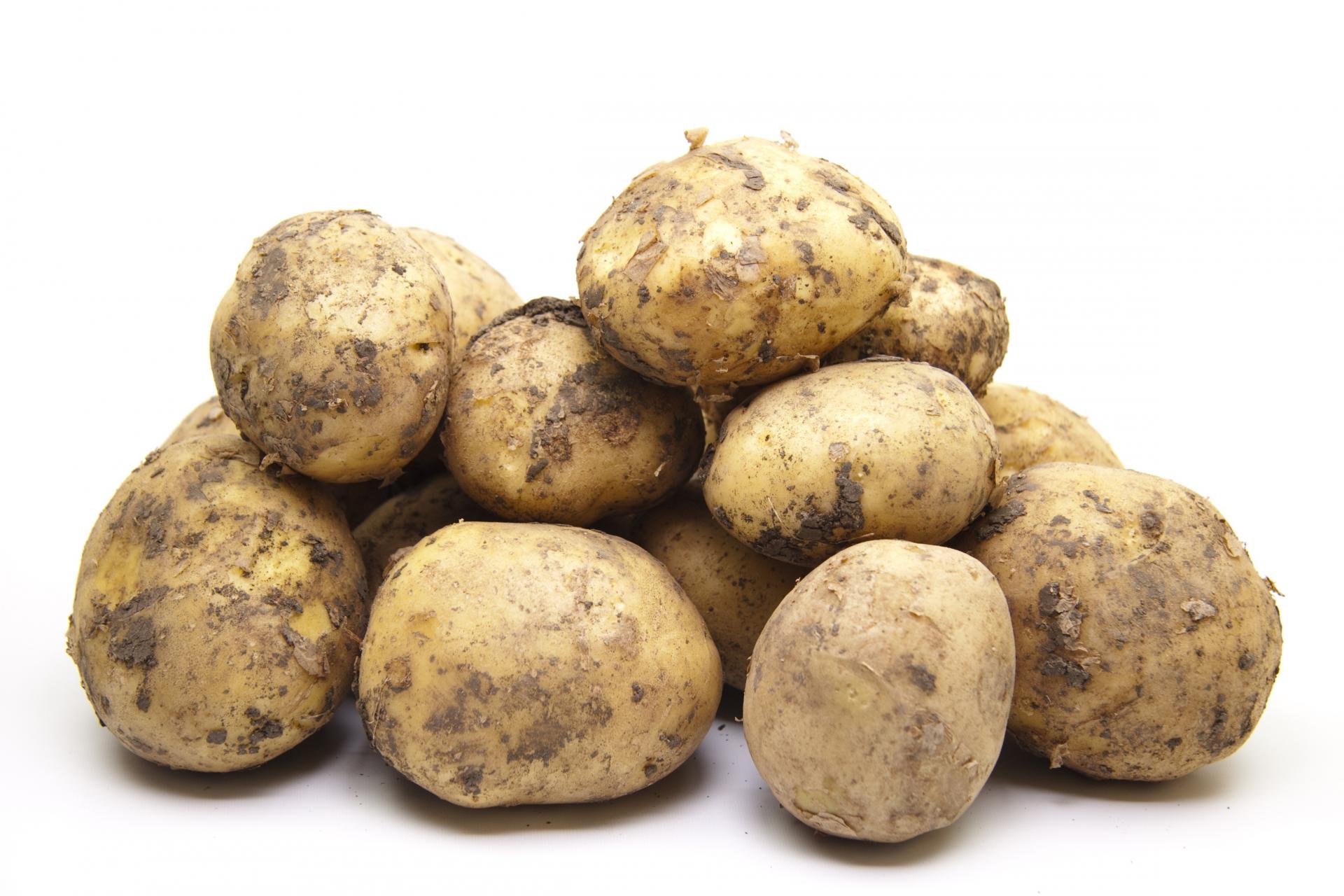 Картофель ривьера: прекрасные вкусовые качества и длительное хранение