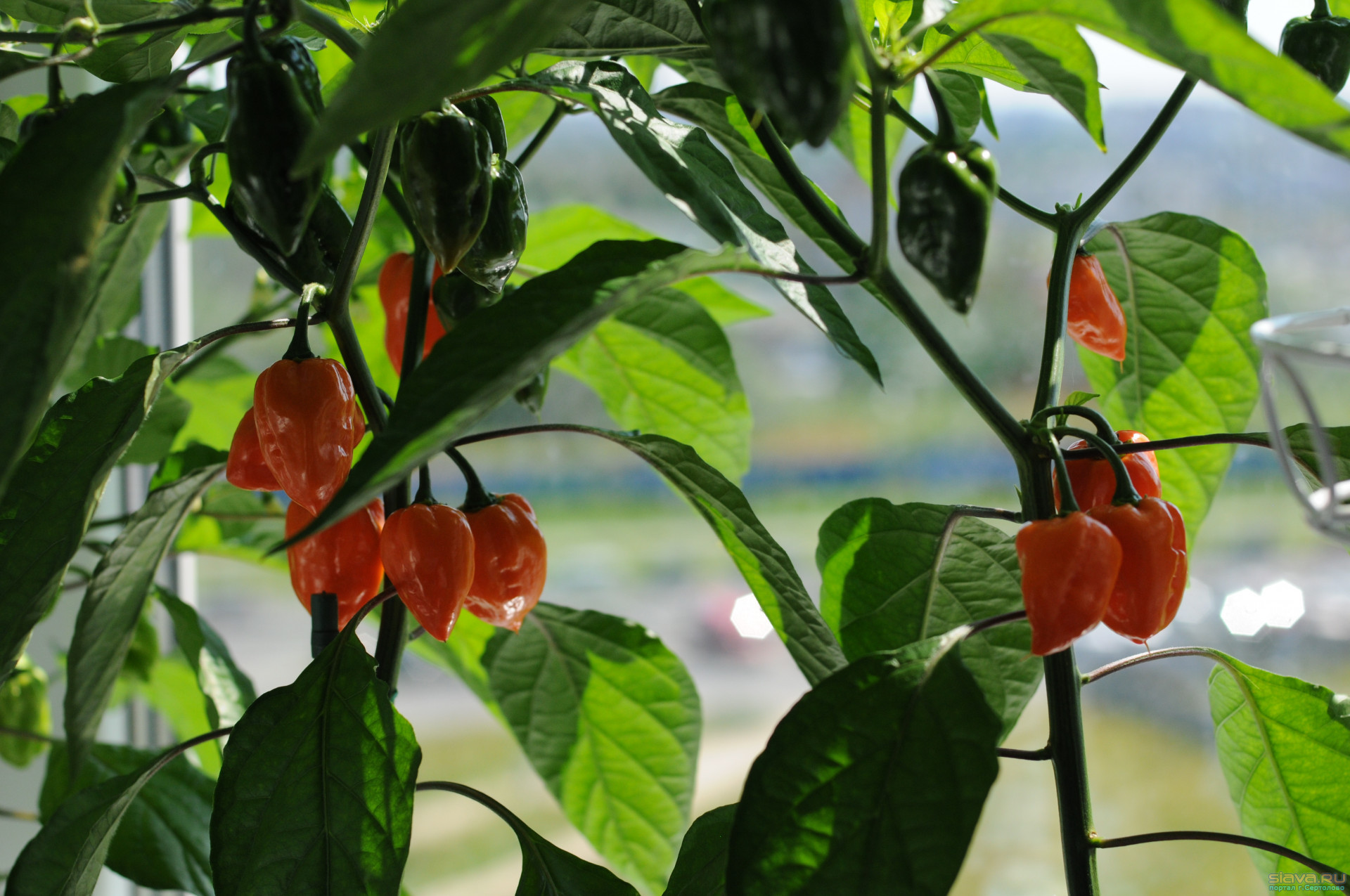 Описание и выращивание перца хабанеро