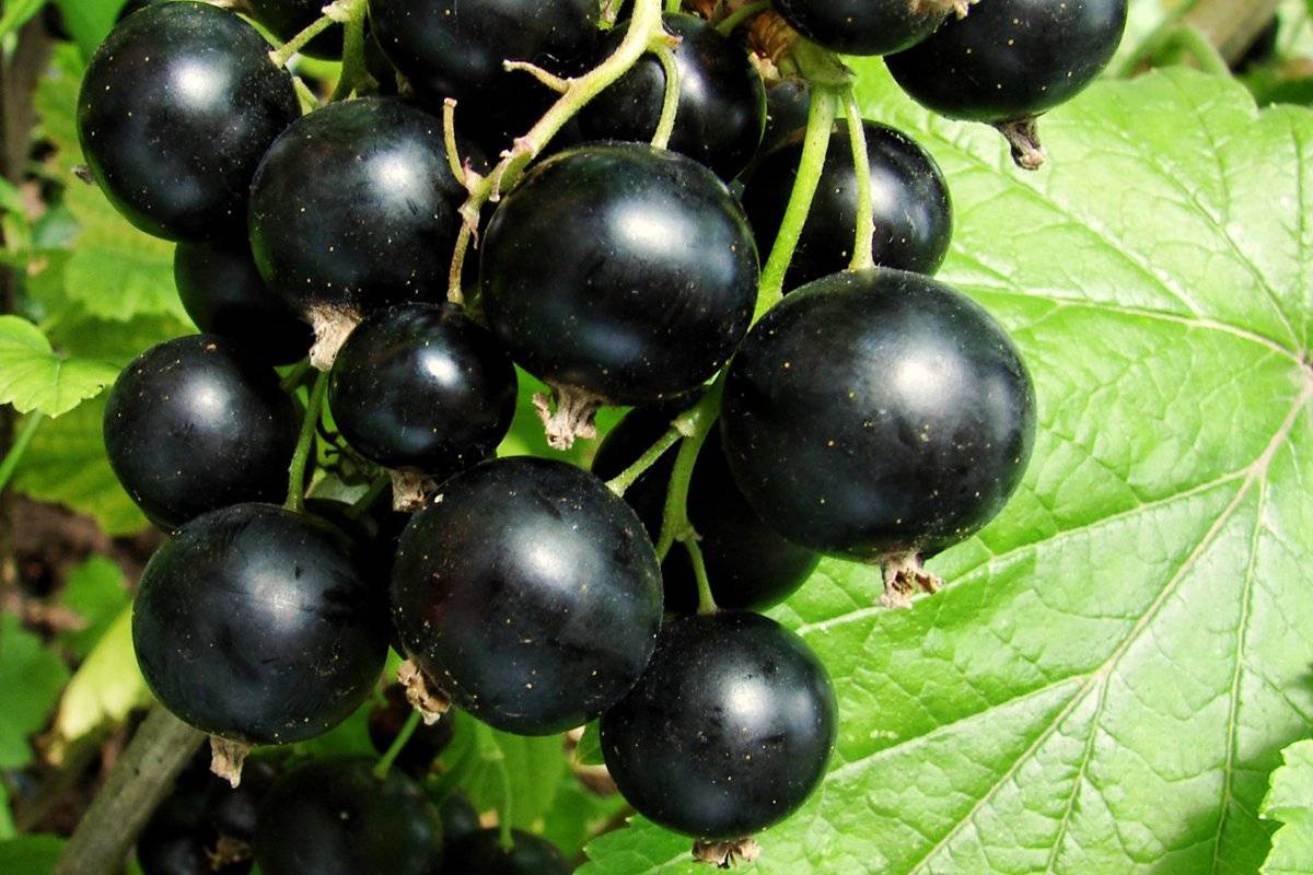 Черная смородина добрыня: описание сорта, фото урожая и отзывы садоводов, посадка и уход