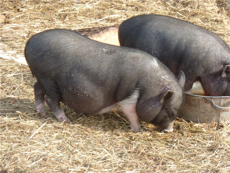 Вьетнамские вислобрюхие свиньи содержание и уход – аграрий