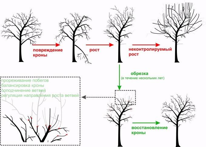 Обрезка деревьев: 7 правил формирования кроны