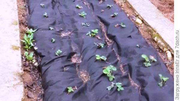 Укрывной материал для клубники - для чего используется и особенности технологии выращивания клубники (95 фото и видео)