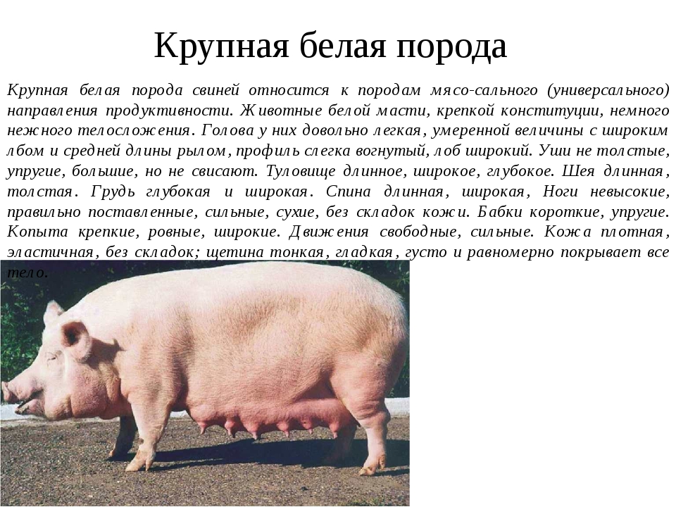 Породы свиней: описание и основные характеристики