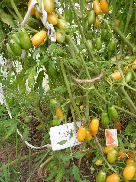 Как вырастить стыдливый румянец: подробное описание коллекционного томата
