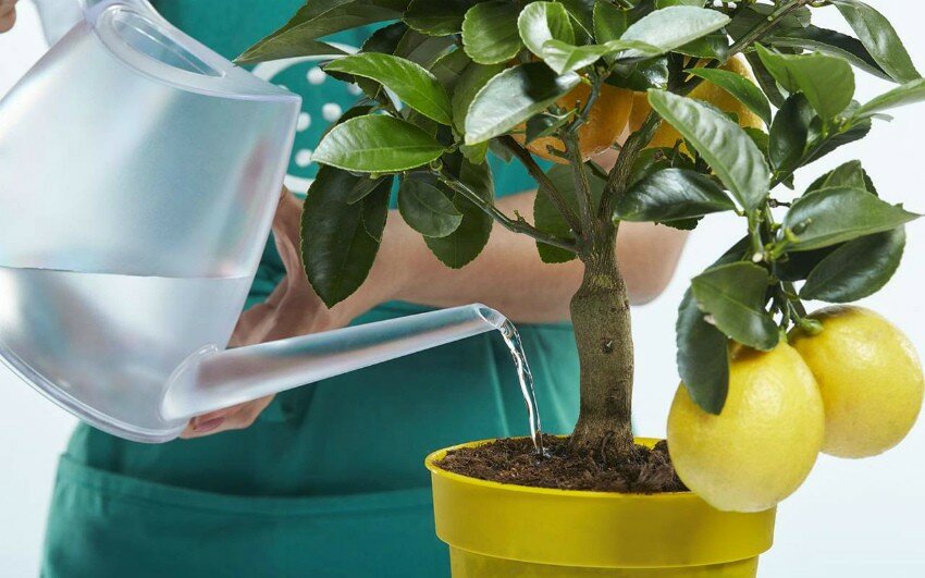 Правила выращивания и ухода за лимонным деревом в горшке в домашних условиях