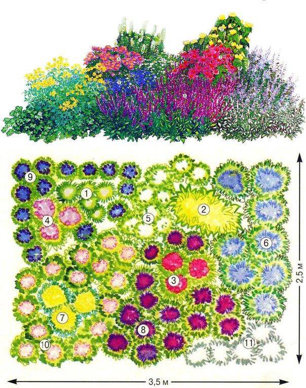 Клумба непрерывного цветения из многолетников с названиями цветов схема и фото