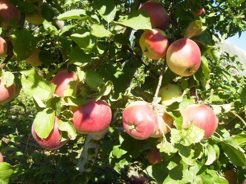 Описание сорта яблок макинтош