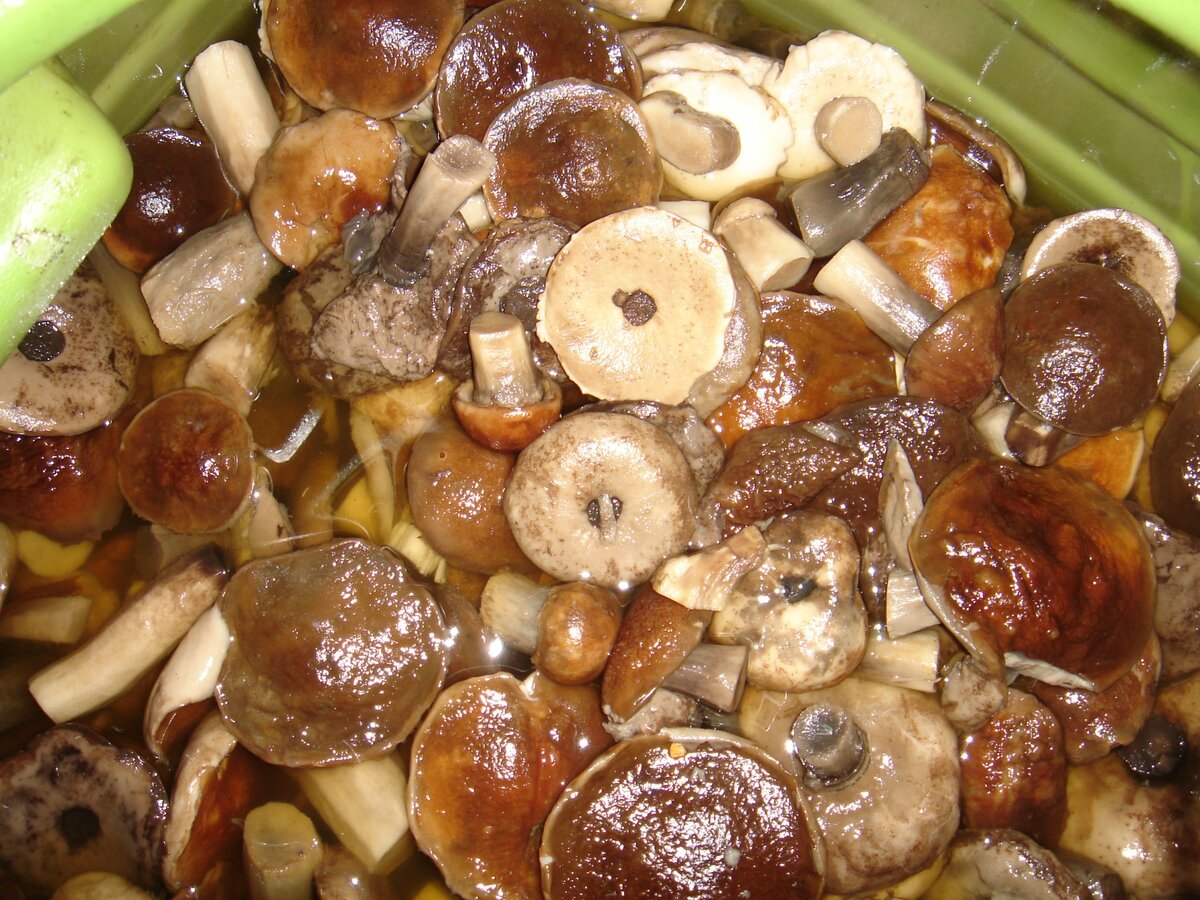 Как солить грибы подберезовики: горячим и холодным способом