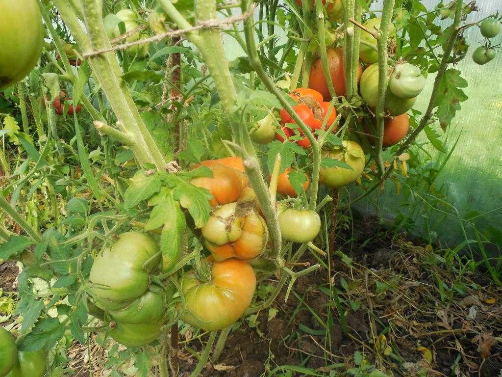 Томат испанский гигант: характеристика и описание сорта, отзывы об урожайности помидоров, фото куста в высоту