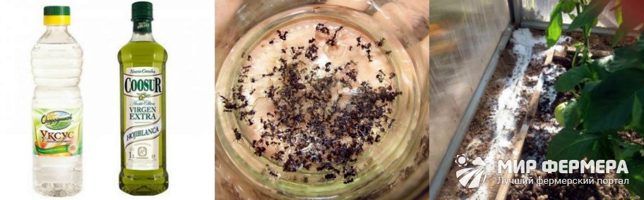 Борьба с муравьями в теплице с огурцами