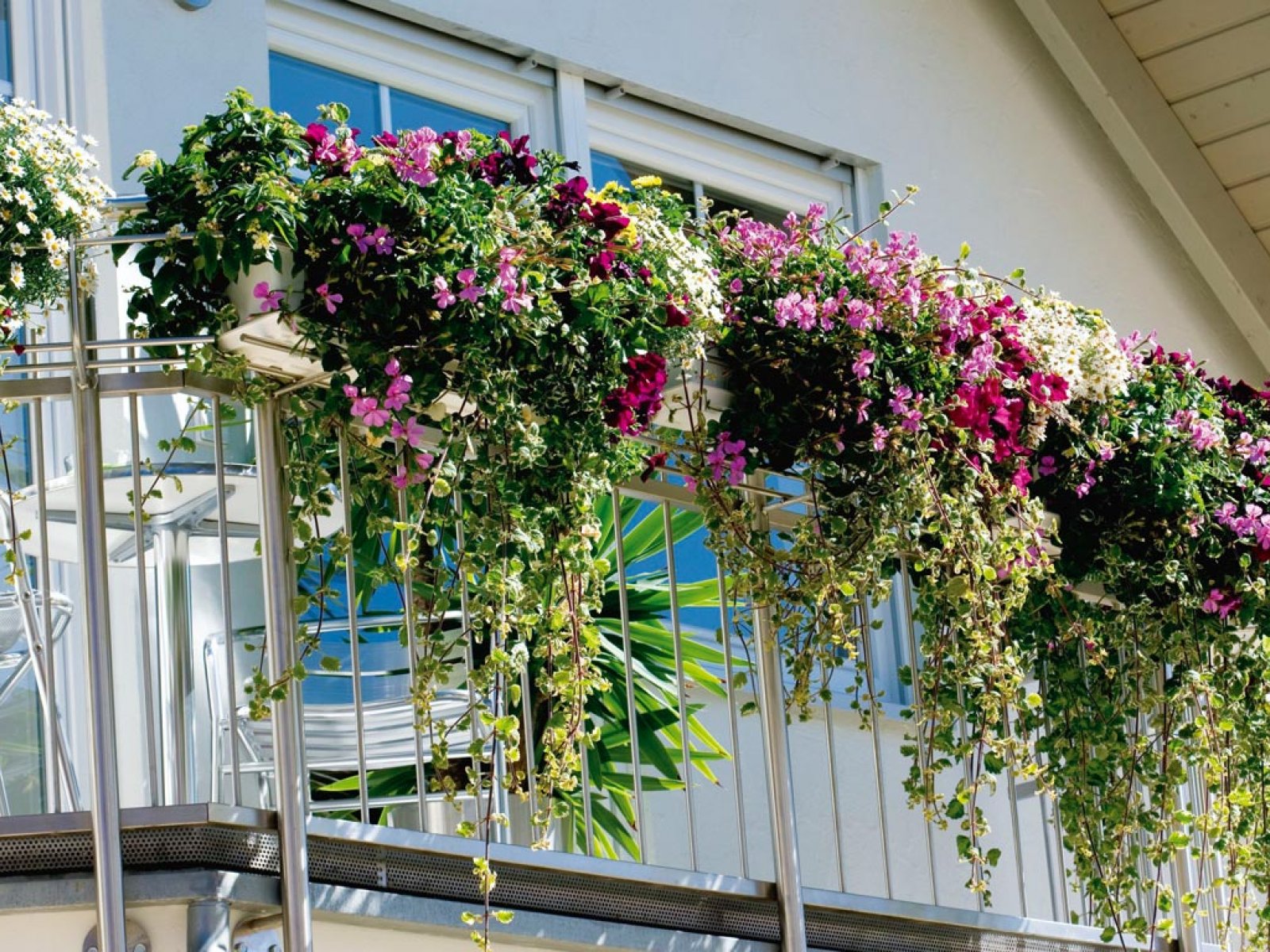 Цветы на балконе и лоджии. что посадить, как ухаживать