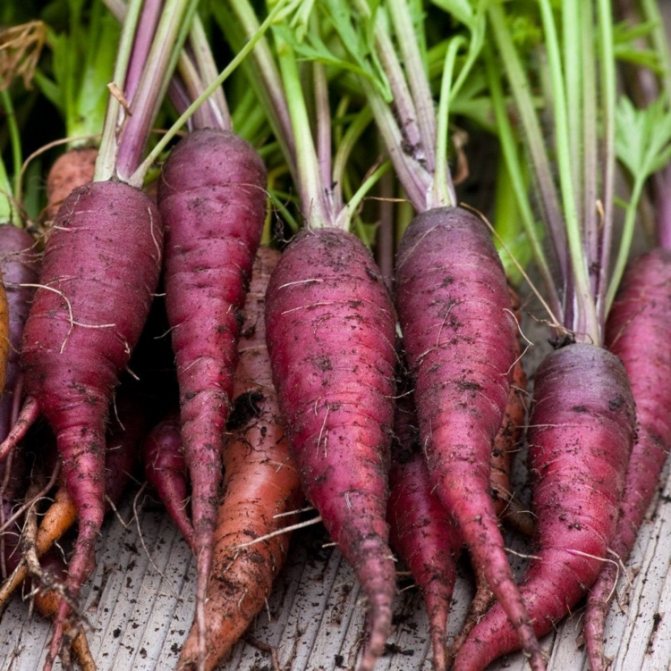 35 популярных сортов моркови - название, описание, фото