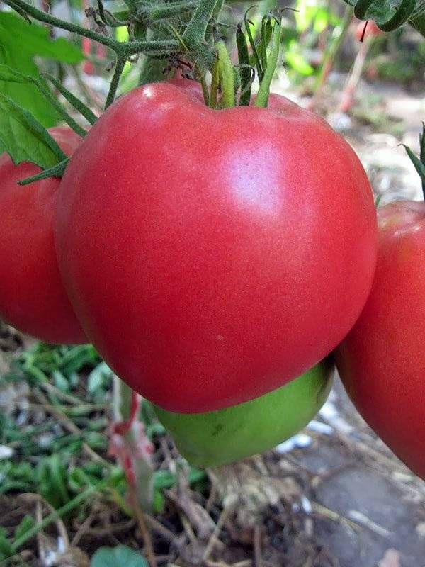 Какие сорта помидоров лучше выбрать для открытого грунта