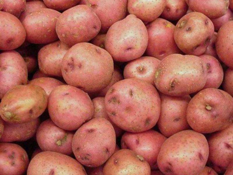 Сорт картофеля славянка: фото и описание