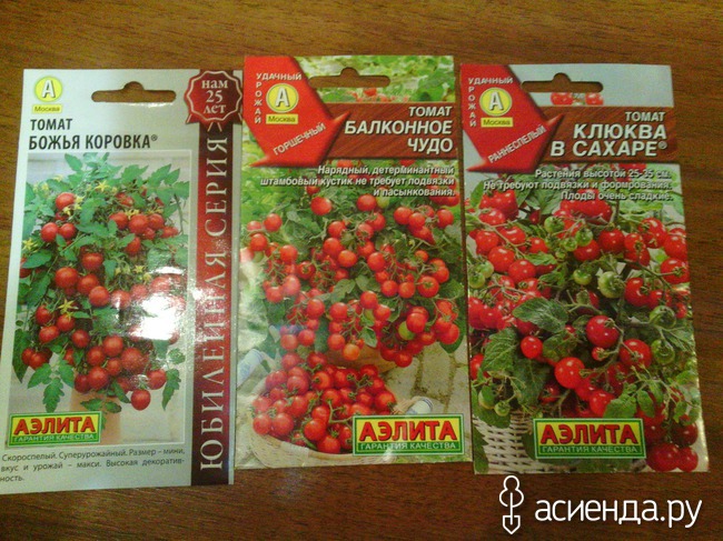 Выращивание сорта томата пуговка, его характеристика и описание