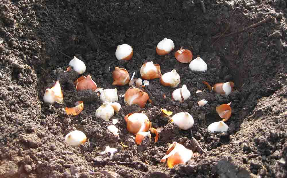 Нарциссы: посадка и уход в открытом грунте, выращивание из семян