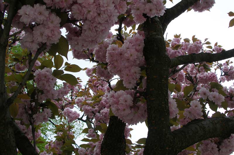 Мелкопильчатая вишня: 4 формы и 8 сортовых разновидностей сакуры | огородники