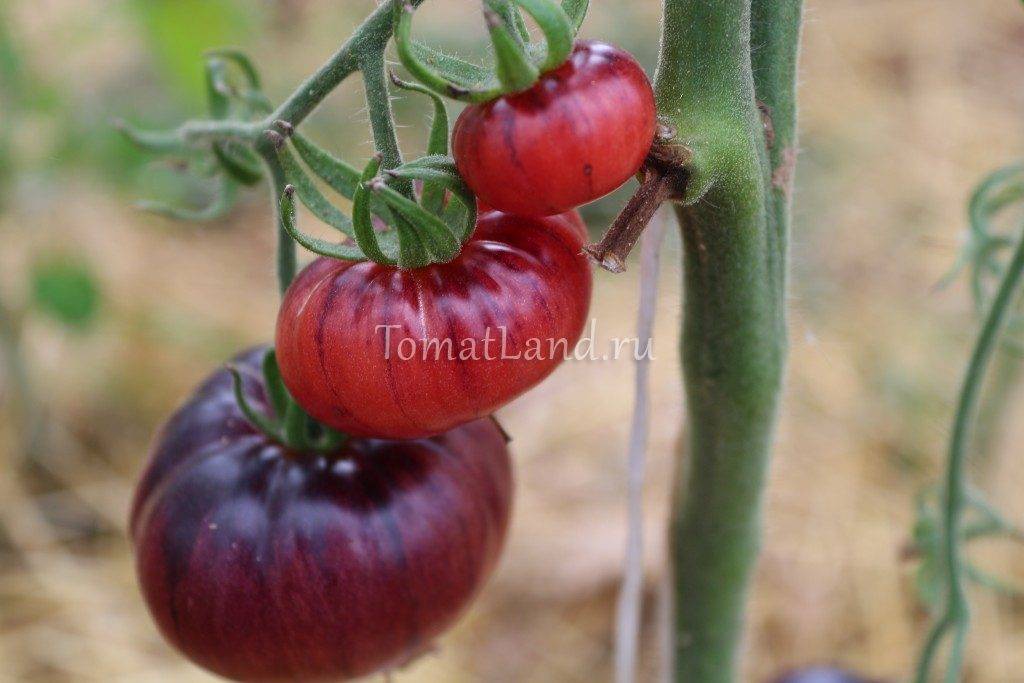Особенности и главные отличительные характеристики сорта томатов «сибирский тигр»