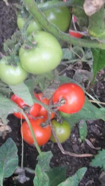 Характеристика и описание сорта томата марфушечка душечка - всё про сады