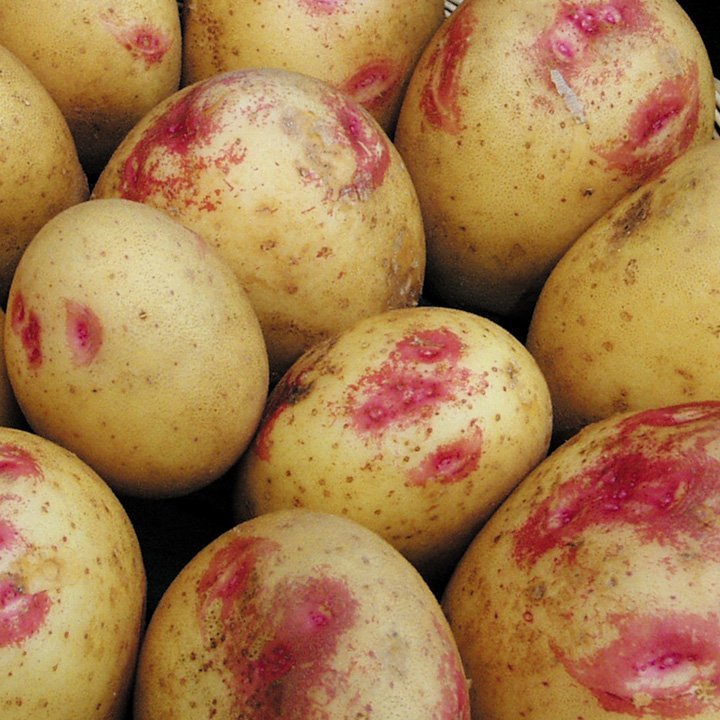 Картофель сорт наяда: характеристика, посадка и способы ухода
