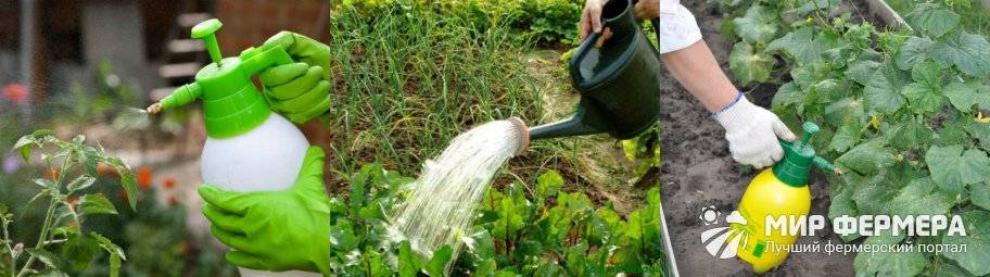 Когда и как поливать мочевиной растения