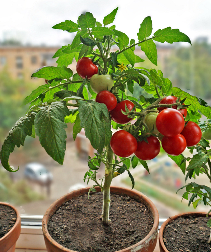 Как вырастить помидоры черри на подоконнике или балконе