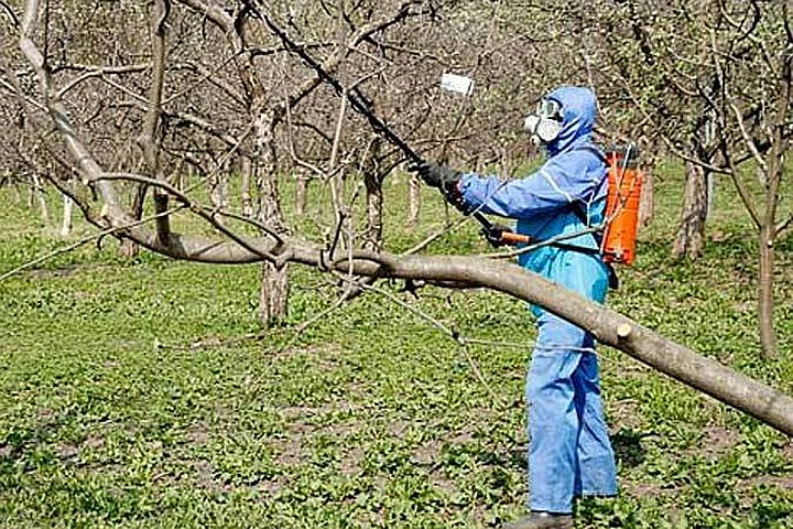 Побелка плодовых деревьев осенью: состав смесей и технология работы