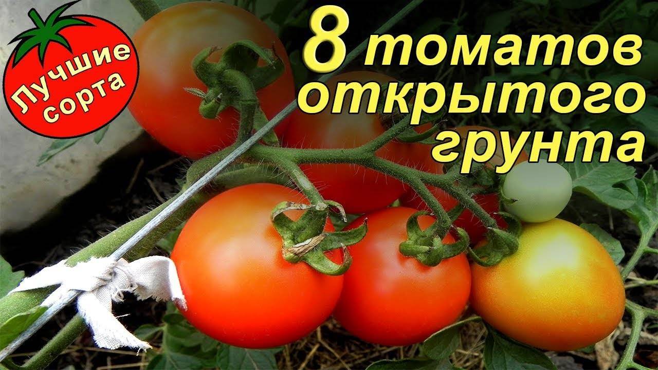 Сорта помидоров для открытого грунта - самые вкусные, стойкие и неприхотливые сорта томатов (125 фото + видео)