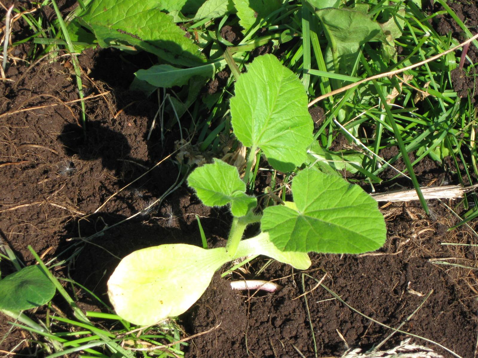 Как выращивать патиссоны: посадка, выращивание и уход в открытом грунте