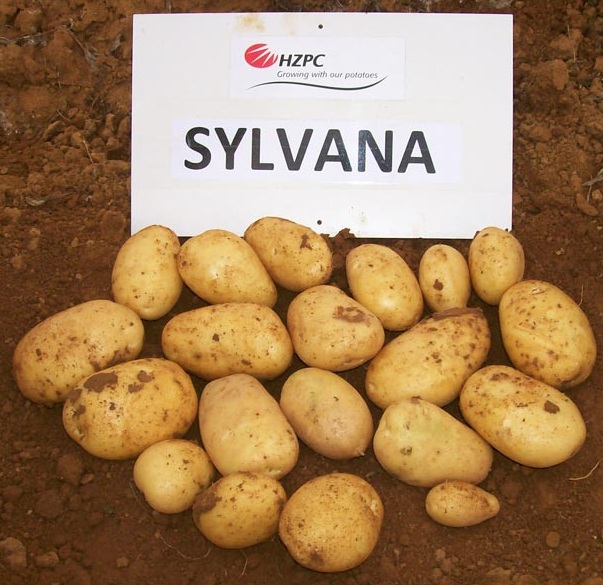 Описание сорта картофеля «вектор», признанного достижением в работе российских селекционеров
